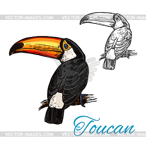 Toucan tropical bird sitting on branch sketch - vector clip art