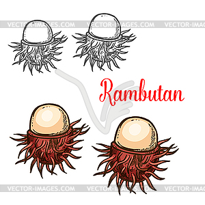 Rambutan tropical fruit sketch of asian berry - vector clipart