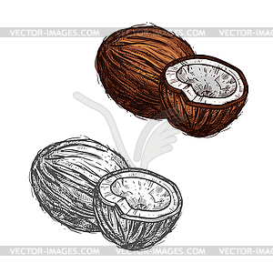 Coconut fruit of tropical palm sketch, food design - vector image