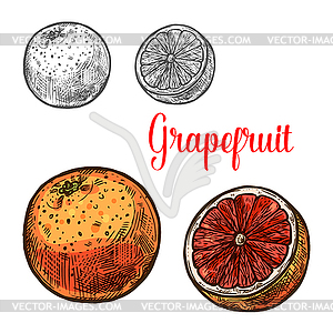 Грейпфрутовый эскиз спелых тропических цитрусовых фруктов - изображение в векторе