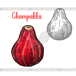 Champakka sketch fruit cut icon - vector clip art