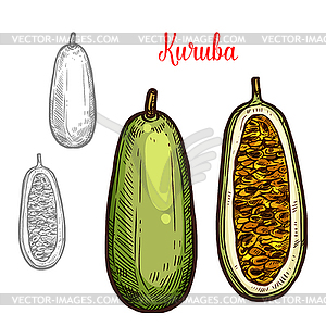 Kuruba sketch fruit cut icon - vector clip art