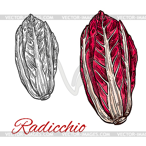 Radicchio salad sketch vegetable icon - vector clip art