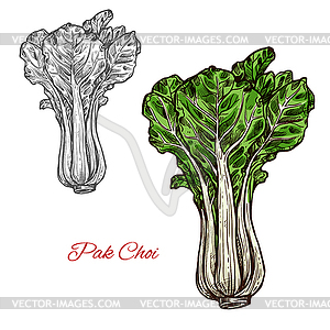 Pak choi salad sketch vegetable icon - vector clip art