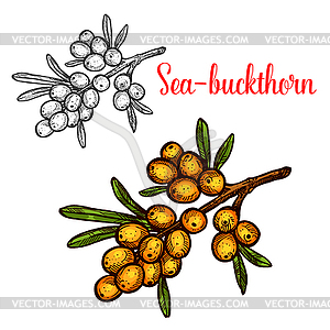 Sea buckthorn sketch icon - vector clipart