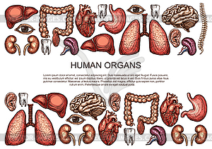 Human organs sketch body anatomy poster - vector clip art