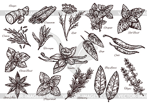 Spice icons and plant for food - vector clipart