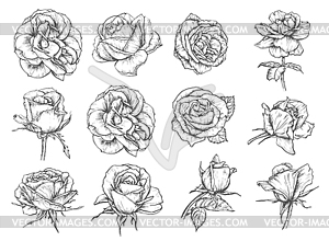 Цветы розы эскиз иконки - изображение в формате EPS