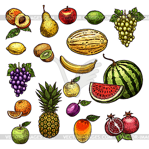 Fruits natural fresh organic sketch icons - stock vector clipart