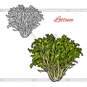 Lettuce sketch salad icon - vector image