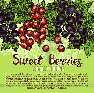 Natural fresh sweet berries sketch poster - stock vector clipart