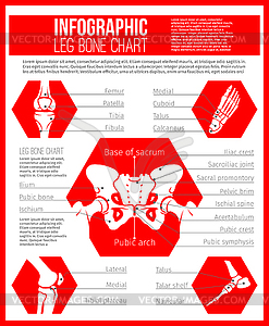 Anatomy chart of human bones for medicine design - vector image