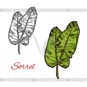 Sorrel salad sign - royalty-free vector image