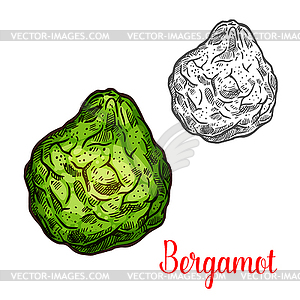 Exotic fruit bergamot icon - vector image