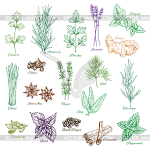 Icons set of spices and herbs seasonings - vector image