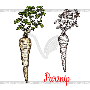 Parsnip root vegetable with green leaf sketch - vector image