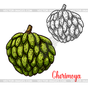 Cherimoya, заварной яблочный эскиз тропических фруктов - графика в векторном формате