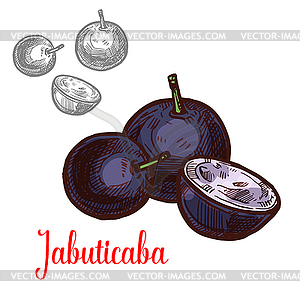 Jabuticaba fruit of exotic Brazilian tree sketch - vector clipart / vector image