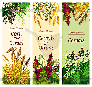 Cereal, grain and vegetable banner of healthy food - vector clipart