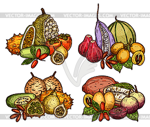 Exotic fruit and berry of tropical tree sketch - vector clip art