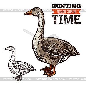 Goose wild bird sketch for hunting sport design - vector image