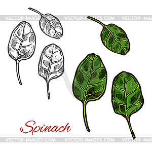 Spinach vegetable sketch with fresh green leaf - vector clipart