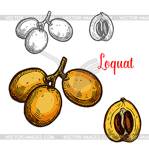 Loquat sketch tropical fruit - vector image