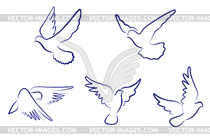 White doves - vector image