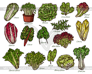 Salads and farm lettuce vegetables sketch - vector clipart