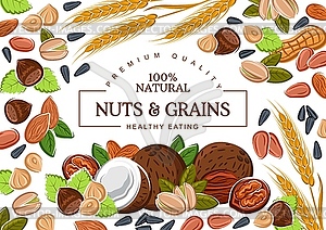 Nuts and cereal grains - vector EPS clipart