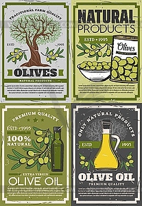 Extra virgin olive oil. Green fruits on branches - vector image