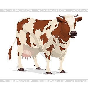 Cow farm animal, white and brown heifer cattle - vector clipart