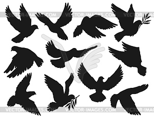 Dove, pigeon bird flying with olive branch twig - vector clipart