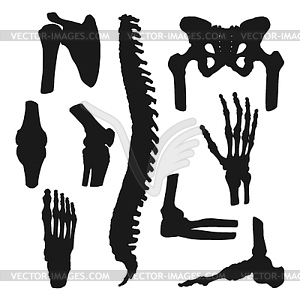 Orthopedic medicine, human bones and joints - vector clipart