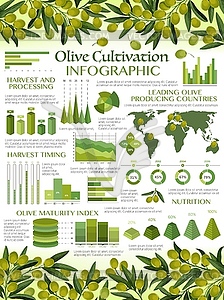 Инфографика потребления зеленого оливкового масла, рост - векторное изображение