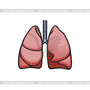 Легкие и трахея, дыхательная система - изображение векторного клипарта