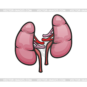 Kidneys organ icon - vector clipart