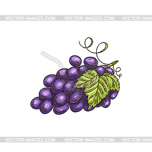 Cluster of blur grape berries with leaves - vector clipart