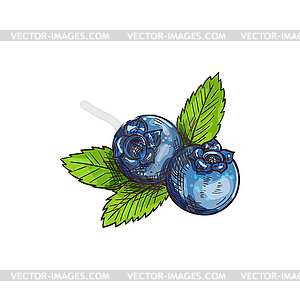 Blueberry with leaves bog whortleberry - color vector clipart