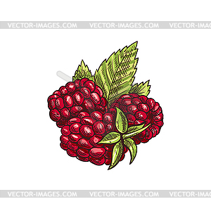 Brambleberry, raspberry or dewberry berry - vector clip art