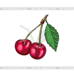 Bunch of cherries with leaf berry fruits - vector image