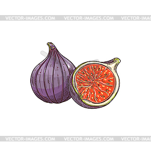 Figs whole and cut sketch, exotic food - vector clip art