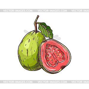 guava fruit drawing