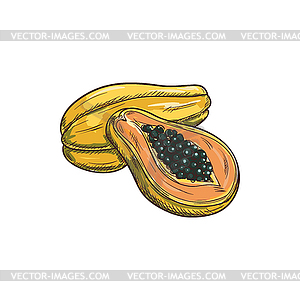 Papaya exotic fruit whole and half sketch - vector clipart