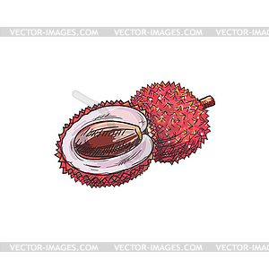 Lychee tropical fruit sketch whole, half - vector clip art