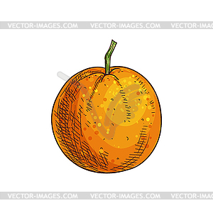 Clementine mandarin citrus fruit sketch - vector clipart