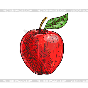 Vector Sketch Red Apple Stock Illustrations – 3,644 Vector Sketch