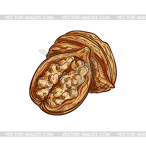 Walnut whole and cut fruit with kernel - vector clipart