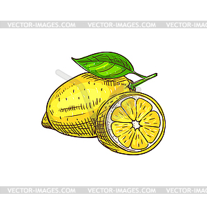 Lemon citrus fruit with green leaf sketch - vector image