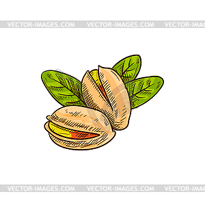 Pistachio nuts peeled and in shell with leaves - vector image